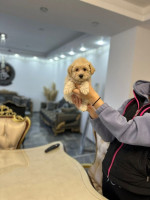 Maltipoo šteniatka na predaj – fotka 3