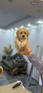 Maltipoo šteniatka na predaj – fotka 4