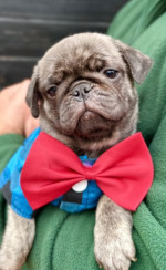 Exclusive Pug Puppies – fotka 2
