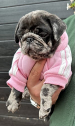 Exclusive Pug Puppies – fotka 3