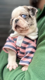 Exclusive Pug Puppies – fotka 4