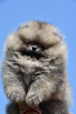 pomeranský špic šteniatka na predaj – fotka 3