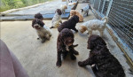 Lagoto Romagnola puppies available.. – fotka 2