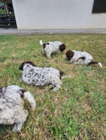 Lagoto Romagnola puppies available.. – fotka 4