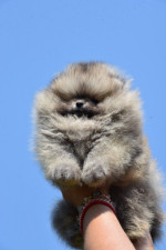Pomeranský špic šteniatka na predaj – fotka 3