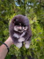 Pomeranian – krásne a rozkošné šteniatka – fotka 2