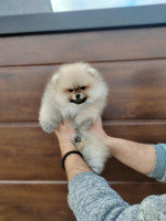 Pomeranian – krásne a rozkošné šteniatka – fotka 3