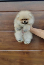 Pomeranian – krásne a rozkošné šteniatka – fotka 4