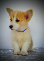 Welsh Corgi Pembroke – Krásne šteniatka – fotka 2