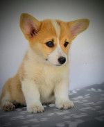 Welsh Corgi Pembroke – Krásne šteniatka – fotka 3