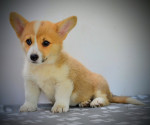 Welsh Corgi Pembroke – Krásne šteniatka – fotka 4