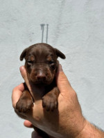 doberman šteniatka na predaj – fotka 2