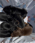 doberman šteniatka na predaj – fotka 3