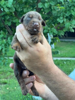 doberman šteniatka na predaj – fotka 4