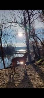 Maďarský krátkosrstý stavač – Šteniatka – fotka 4