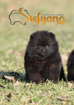 Pomeranský špic šteniatka na predaj – fotka 4