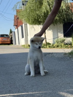 Akita Inu Female Puppies – fotka 2