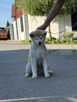 Akita Inu Female Puppies – fotka 3