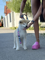 Akita Inu Female Puppies – fotka 4