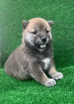 Shiba inu puppies – fotka 2