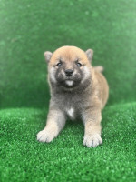 Shiba inu puppies – fotka 3