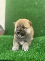 Shiba inu puppies – fotka 4