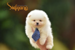 Pomeranian BOO medvedíky – fotka 2