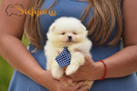 Pomeranian BOO medvedíky – fotka 4