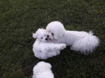 Bichon Frisé šteniatka – fotka 2