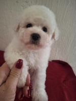 Bichon Frisé šteniatka – fotka 4