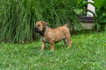 Južnoafrický mastif – Boerboel šteniatka – fotka 2