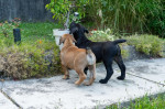 Južnoafrický mastif – Boerboel šteniatka – fotka 3