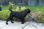 Južnoafrický mastif – Boerboel šteniatka – fotka 4