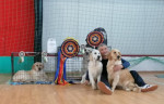 Zlatý retriever – Krásne šteniatka – fotka 2