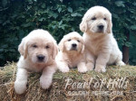 Zlatý retriever – Krásne šteniatka – fotka 4