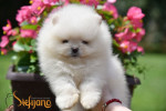 Pomeranian Spitz Šteniatka – fotka 2