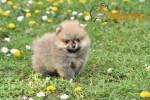 Pomeranian Spitz Šteniatka – fotka 3
