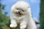 Pomeranian Spitz Šteniatka – fotka 4