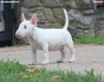 Mini bullteriér – krásne šteniatka – fotka 3