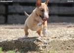 Mini bullteriér – krásne šteniatka – fotka 4