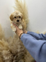 Maltipoo šteniatka špičkovej genetiky – fotka 2