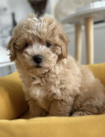 Maltipoo šteniatka špičkovej genetiky – fotka 3