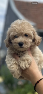 Maltipoo šteniatka špičkovej genetiky – fotka 4