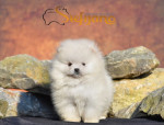 Pomeranský špic BOO šteniatka – fotka 2