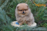 Pomeranský špic BOO šteniatka – fotka 3