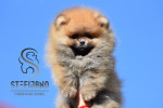 Pomeranský špic BOO šteniatka – fotka 4