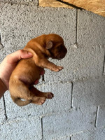 Dogue de Bordeaux Bordó doga šteniatka – fotka 2