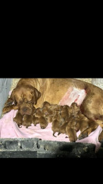 Dogue de Bordeaux Bordó doga šteniatka – fotka 3