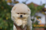Pomeranian BOO medvedíky, Pomeranský špic šteniatka – fotka 2
