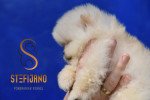 Pomeranian BOO medvedíky, Pomeranský špic šteniatka – fotka 3
